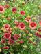 Indian Blanket - Native